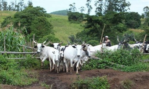 International Alert, others organise peace forum for farmers, herders in Yobe 