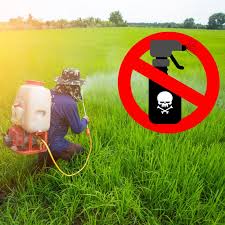 NGO says indiscriminate use of pesticides poses threat to life