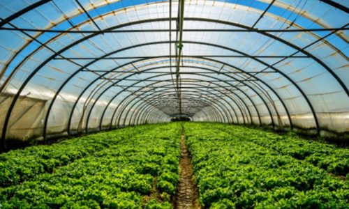 Dons tout greenhouses as solution to food challenges